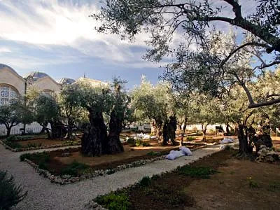 Garden of Gethsemane, a garden in Jerusalem, Israel